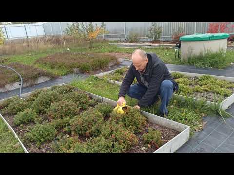 Видео: Брусника  Коралл