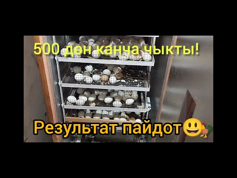 Видео: ИНКУБАТОР СЫНООДОН ӨТТҮ!!!  Жыйынтык жакшы эле.