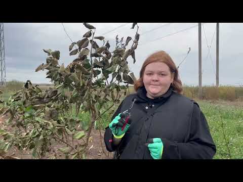 Видео: Как обрезать сирень осенью? 🤔