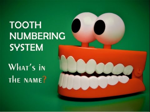 Видео: Система нумерации зубов