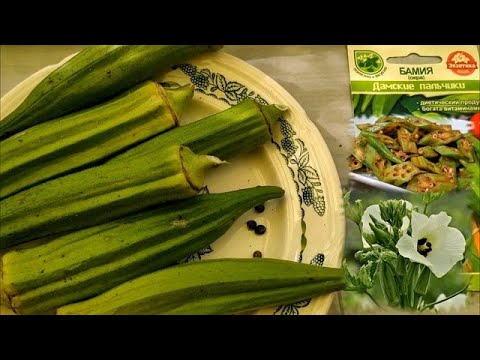 Видео: БАМИЯ. Окра. Дамские Пальчики. Выращивание в средней полосе, что это и с чем ее едят? Мой отзыв.