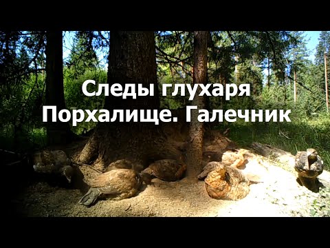 Видео: Следы глухаря  Порхалище  Галечник