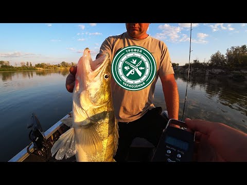 Видео: ФАНТАСТИЧЕСКИЙ КЛЕВ ! Жерех, судак, лещ, чехонь ! Рыбалка на Дону 2023