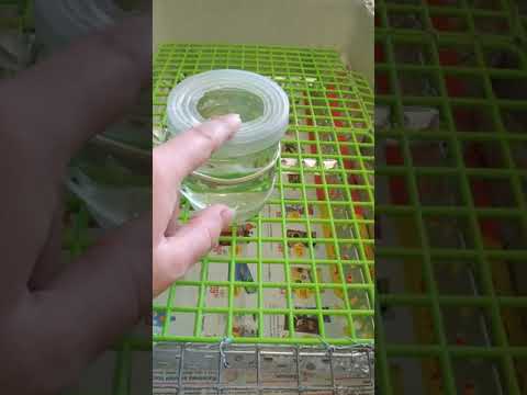 Видео: Перепела в квартире часть 4 . О клетке, уборке, досуге перепелок