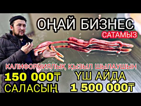 Видео: БИОГУМУС & ШЫЛАУШЫН Бақтияр кәсіпкер