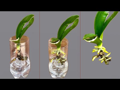 Видео: Секрет очень прост! Орхидея быстро растёт, укореняясь и выпуская новые листья.