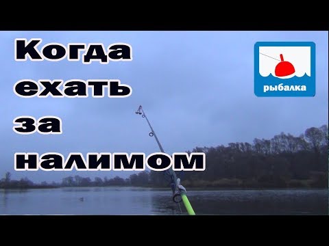 Видео: Когда начинает клевать налим (в наших местах)