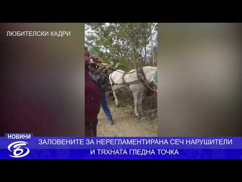 Видео: НЕЗАКОННА СЕЧ НА ДЪРВА В МЕСТНОСТТА РУПИТЕ
