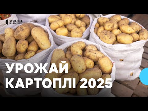 Видео: Врожай картоплі 2025 на Вінниччині: як вродив овоч та яка його ціна на ринку