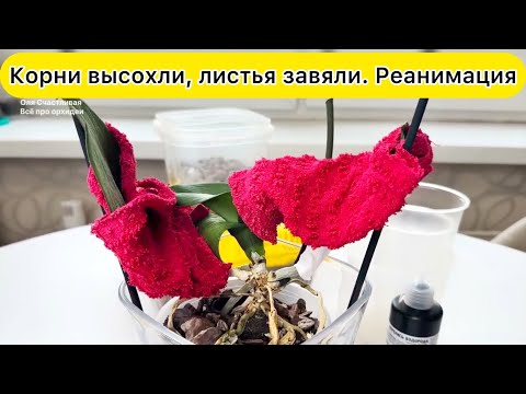 Видео: У орхидеи остались только 2 корня Такую орхидею легко спасти!