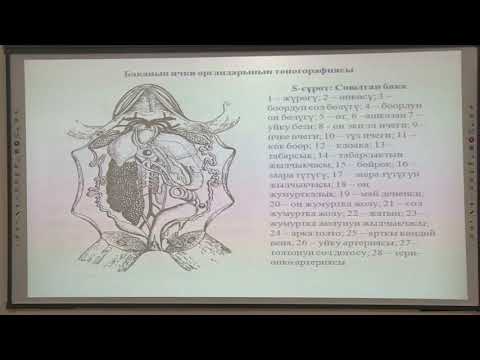 Видео: Жерде сууда жашоочулар же амфибиялар классынын  түзүлүшү