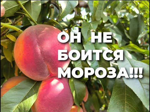 Видео: Холодное Сердце -  самый морозостойкий персик!