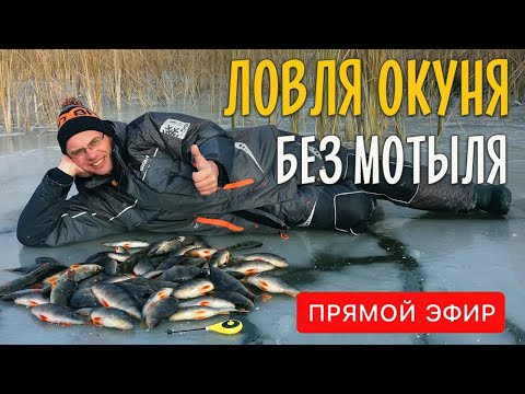 Видео: Как ловить окуня на мормышку без насадки? Безмотылка или ловля “на голого”. Прямой эфир.