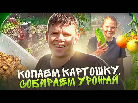 Видео: Копаем картошку, собираем урожай