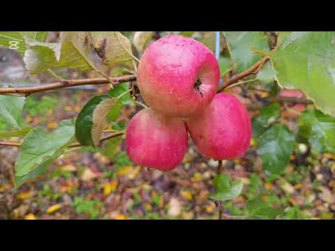 Видео: ПИНК ЛЕДИ ОЛМАСИ КУЧАТЛАР.  99 4762156