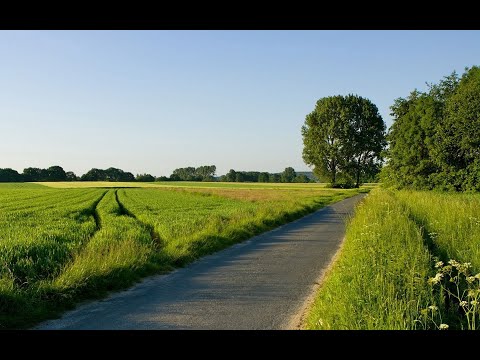 Видео: И снова рои.Поимка и пересадка.Супер рой. 13.06.2021