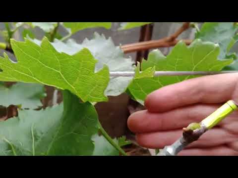 Видео: Прививки винограда этого и прошлого года на 1 мая 24г. Нижегородская обл.