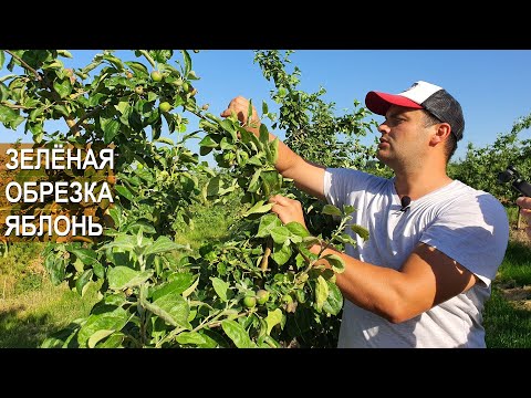Видео: Бизнес в садоводстве. Зеленая обрезка яблонь. Обработка и полив сада. Фермер Василе Берзой