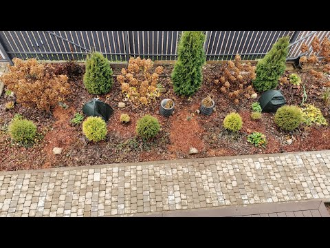 Видео: Фронтальная клумба к зиме почти готова. Посконники обрезаны. Сорняки не сдаются. 08.11.2025