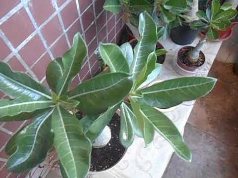 Видео: Развитие бутонов адениумов. ч.1