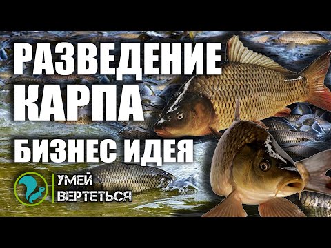 Видео: Разведение карпа. Рыбное хозяйство как бизнес идея.