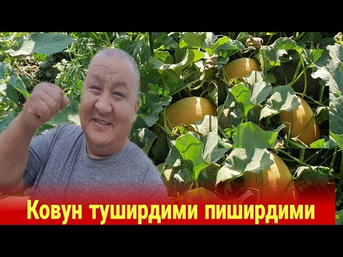 Видео: БЛОГЕР КОВУНЛАРИ ТЕЗЛАШИБ КЕТДИ/Ковун тушунмадим пиширдим мана исботи🤣