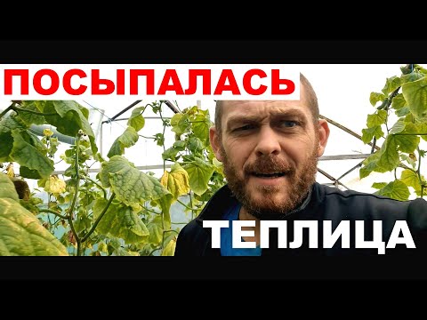 Видео: Чистим печь. Разваливается новая теплица. Осенний огурец, редис.
