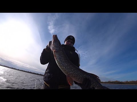 Видео: ПЕРВЫЙ В ЕГО ЖИЗНИ ТРОФЕЙ! КРУПНАЯ ЩУКА НА СПИННИНГ!