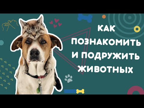 Видео: Как познакомить и подружить животных. Этапы адаптации. Ошибки при знакомстве. Укрепляем контакт