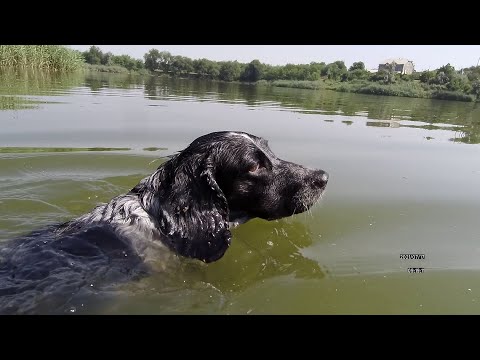 Видео: русский спаниель - тренировка по водоплавающей дичи
