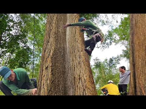 Видео: Распиловка высокого, огромного, многогранного желтого хлопкового дерева, Техническая распиловка, 245