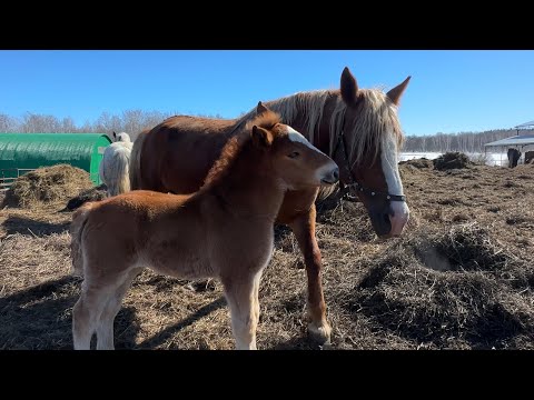 Видео: Жеребые Кобылы Тяжеловозы