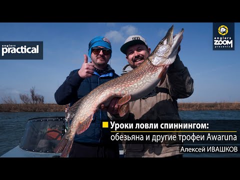 Видео: Уроки ловли спиннингом: обезьяна и другие трофеи Awaruna. Алексей Ивашков. Anglers Practical