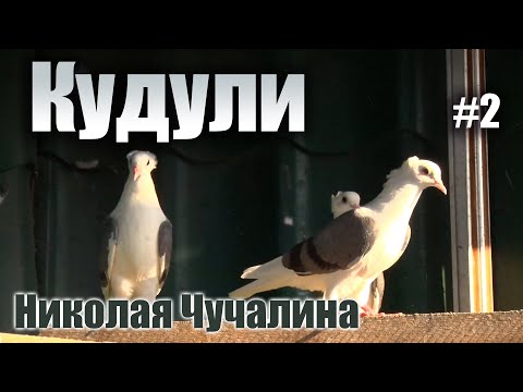 Видео: Кудули - голуби Николая Чучалина. Часть 2.