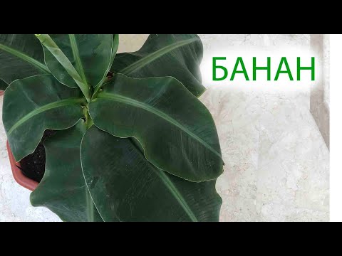 Видео: БАНАН | ПОЧЕМУ БАНАН ПЛОХО РАСКРУЧИВАЕТ ЛИСТЬЯ