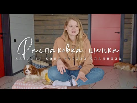Видео: Распаковка щенка: Кавалер кинг чарльз спаниель