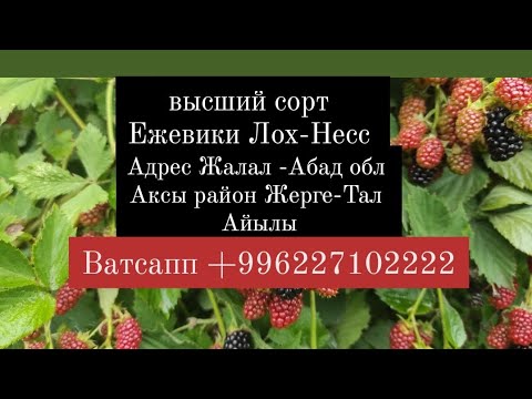 Видео: ежевика Сорт Лохнесс адрес Жалал -Абад обл Аксы район Жерге-Тал айылы Ватсапп+996227102222