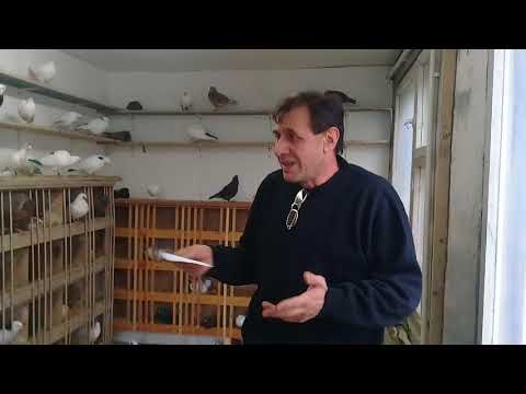 Видео: Совет от Гагика 48.Про шишки и настойка с чесноком.