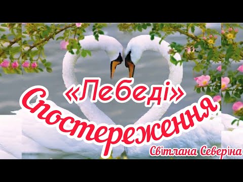 Видео: Спостереження «Лебеді».