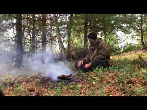 Видео: Как у меня появился Канадский волк