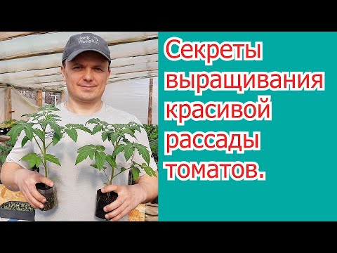 Видео: Листовая обработка,  которая делает рассаду томатов крепче.