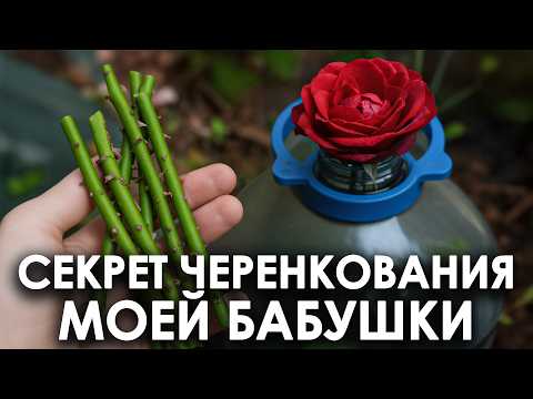 Видео: Черенкую РОЗЫ глубокой ОСЕНЬЮ на улице! Это лучший способ СДЕЛАТЬ розу ПЫШНОЙ к весне!