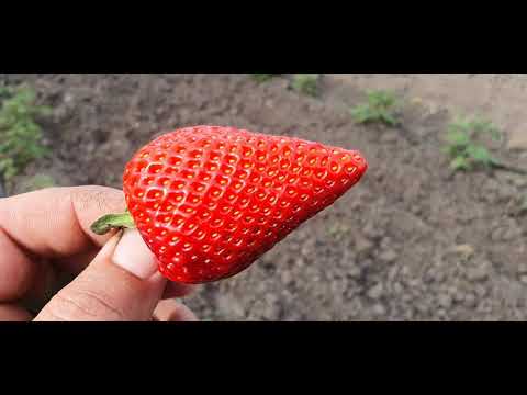 Видео: Урожайность Мурано весной 2021 года.