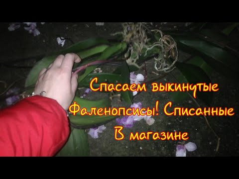 Видео: Спасаем выкинутые Фаленопсисы, списанные в магазине! Мы их обязательно спасём!