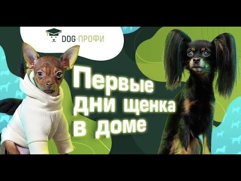 Видео: Первые дни щенка Русского тоя в новом доме