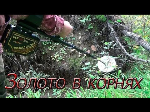 Видео: Поиск самородного Золота в корнях металлоискателем!