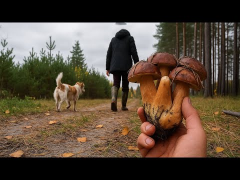 Видео: Збирання грибів із песиками. Скільки можна заробити в лісі?