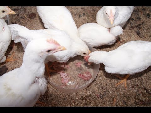 Видео: Расклев (каннибализм) у цыплят. Ветеринарный врач рекомендует.
