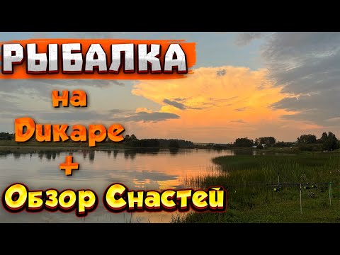 Видео: Рыбалка на дикаре Обзор снастей ZEMEX Shimano KAIDA DAM