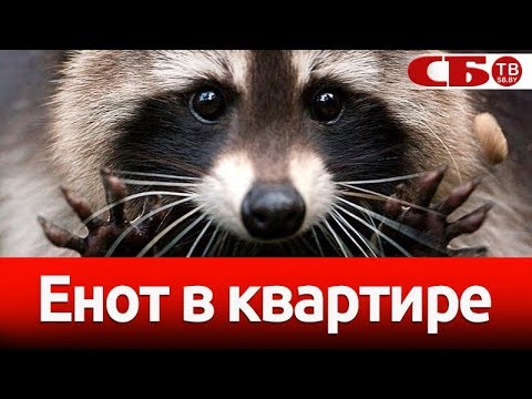 Видео: Енот в квартире – за и против | особенности ухода и содержания